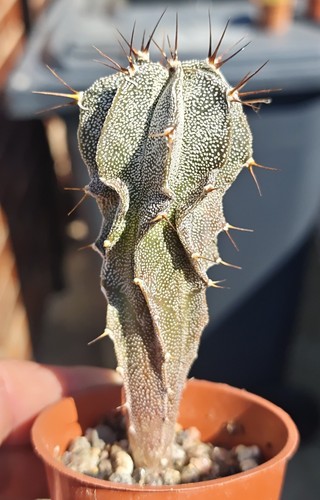 Astrophytum ornatum - astrophytum, v