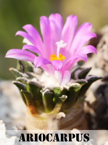 3pcs ariocarpus - 3pcs,