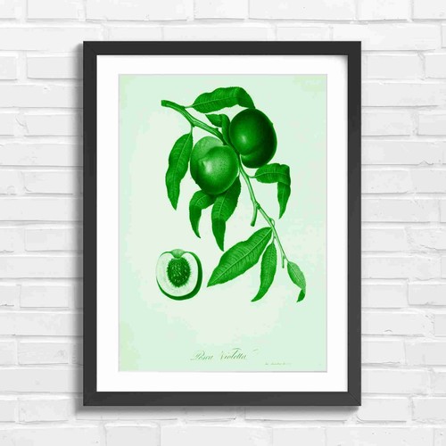 Botanical peach art violett - art,