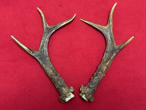 Pair roe deer antlers - of,