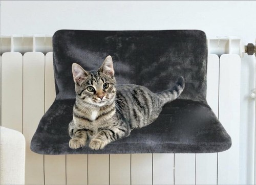 New cat kitten - new, animal