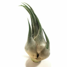 Extra large Tillandsia Seleriana Airplant Houseplant 15-20cm