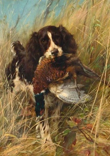 English springer spaniel dog - english,