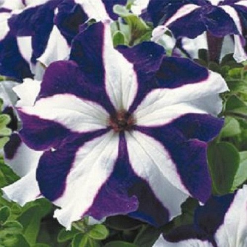 Petunia seeds pelleted - seeds, 50