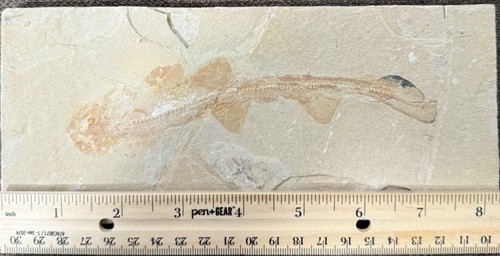 Lebanonn marine fossil well - lebanonn,