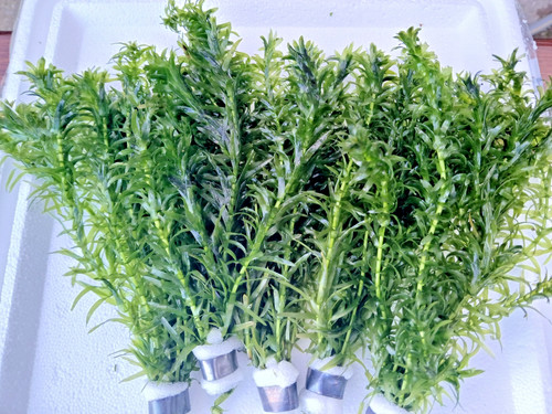 Bunches elodea densa - 5,