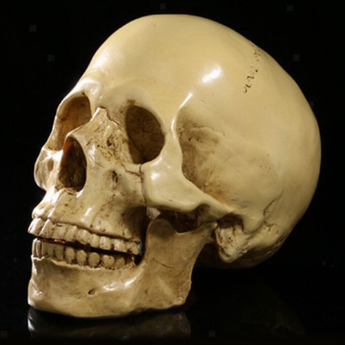 Human skull replica resin - uk,