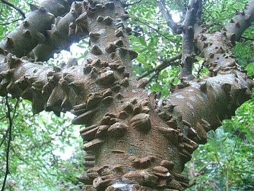Andaliman zanthoxylum - andaliman,,