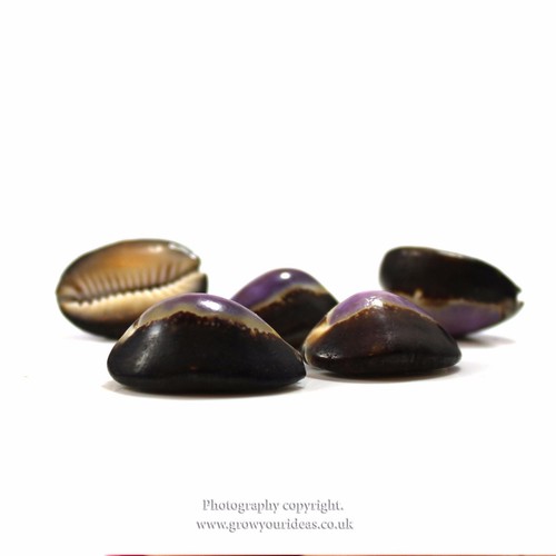 Cowrie snakes head - , purple