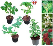 Thornless Loganberry orTayberry or Gooseberry Plant in Pot,30-40cm Tall,UK Grown