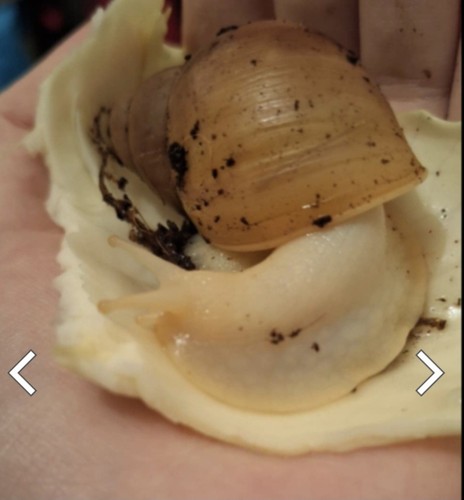 Great african land - great, snail