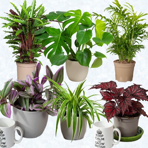 Indoor house plant - 6,