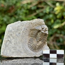 Scutellum A Grade Fossil