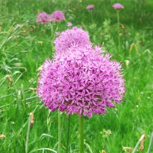 Allium drumstick - allium,