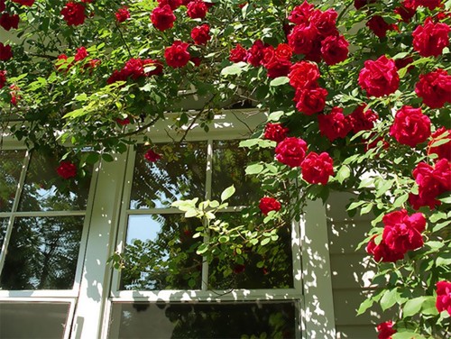 Fragrant climbing bush rose - climbing,
