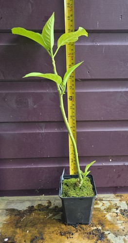 Brugmansia plant charles - brugmansia,
