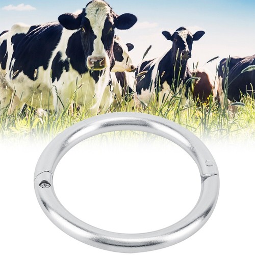 Pig bull cow cattle - pig/bull,