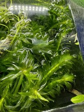 10 x Elodea Densa Live
