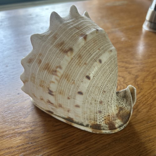 Large natural conch shell - large,
