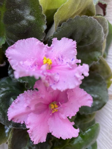 African violet fury - african,