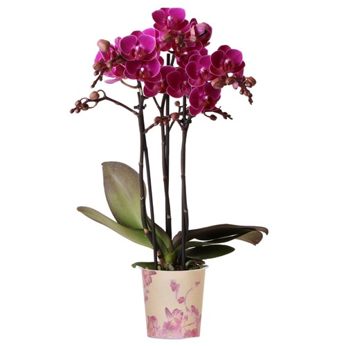 Orchid phalaenopsis multi - orchid,