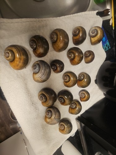 Florida apple snail shells - florida,