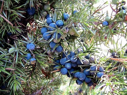 Juniper virginiana the gin - juniper,