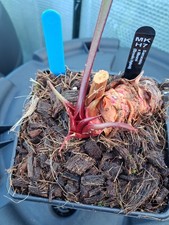 Sarracenia x Moorei (Brooks