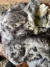 Icelandic fleece Really NICE, Raw unwashed, unskirted, 2.0 lbs full year fleece