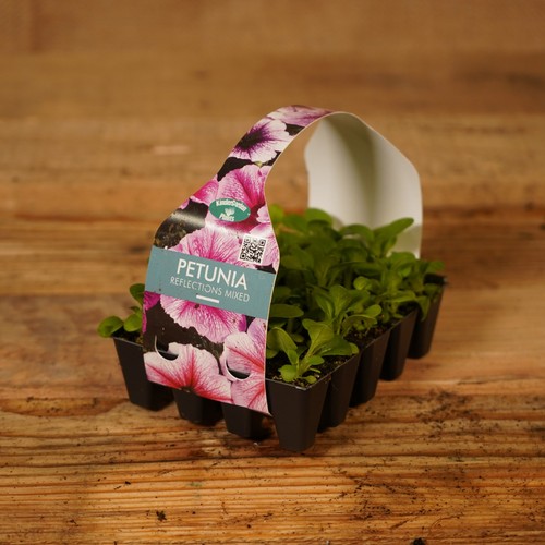 Plug plants petunia - plug,