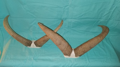 Lot ram horns taxidermy - ram,
