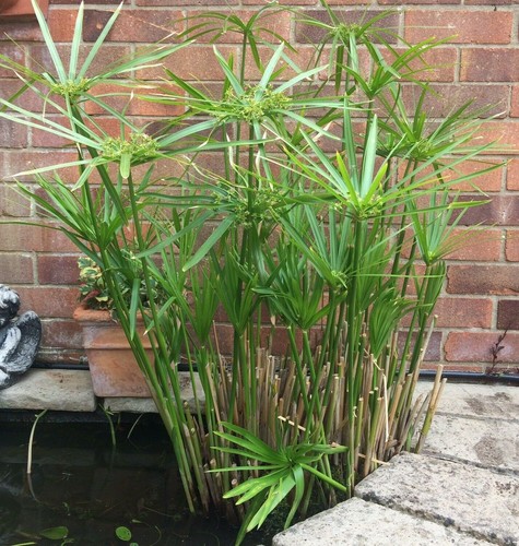 Umbrella palm cyperus - 1,