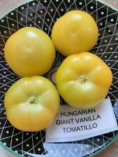 Tomatillo - Hungarian Giant Vanilla - Physalis ixocarpa - 40+ seeds - So 069