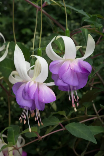 Fuchsia deltas sarah - deltas, plants