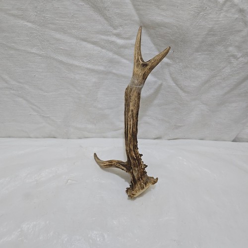 Deer roe antler thumbstick - deer, ,thumbstick/