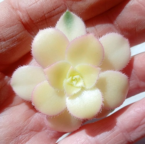 Aeonium haworthii kiwi - aeonium,