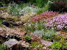 8 Different Alpine Plug Plants