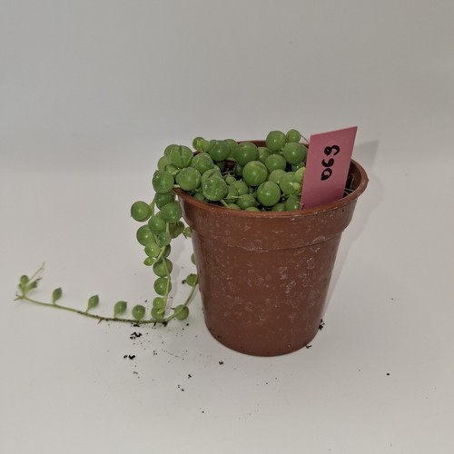 String pearls senecio - string, of