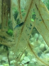 20+2  Live Cherry Shrimp Home Bred