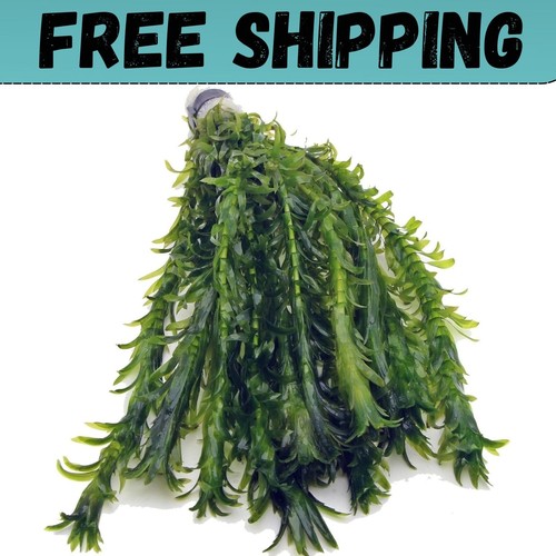 Elodea densa xl bunch - 12,
