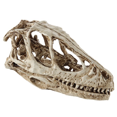 Animal skeletons decorations - animal,