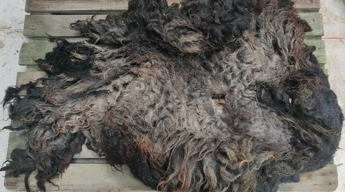 Sheep fleece pure hebridean - fleece,