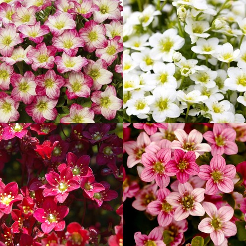 Saxifraga jumbo bedding - saxifraga,