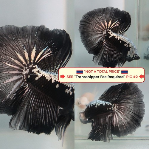 Live betta fish - live,