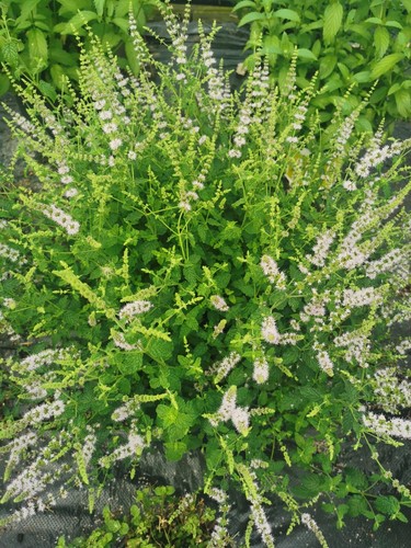 Fruity mint plant plugs - plant,