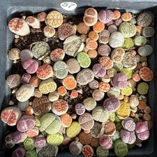 ❀100 Lithops Colourful Live Stones 0.5-1cm with 10cm Pot Succulents Nr57