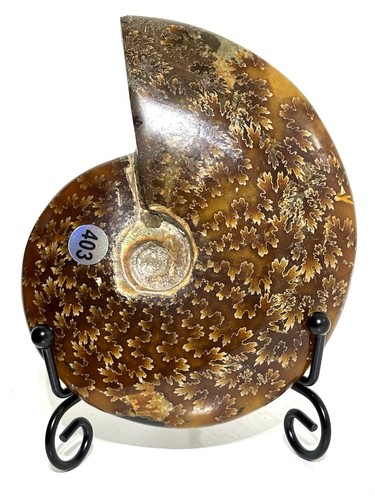 Large 5cm ammonite - ammonite, crystal