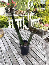 Large euphorbia cactus 52cm