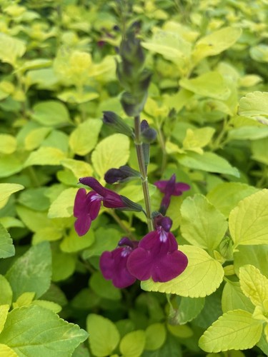 Salvia golden rosiene - , hardy