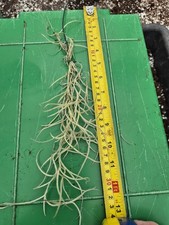 Tillandsia usneoides thick - usneoides,